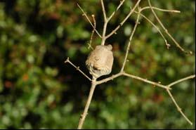 It is in the egg stage that mantids spend the cold winter months.