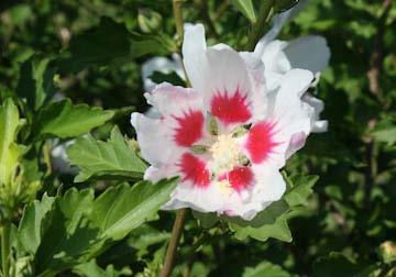 Plant of the Week, Ginny Rosenkranz Hibiscus syriacus or rose of Sharon is a woody shrub or small tree that was once considered an old fashioned plant, one that would soon go out of style.
