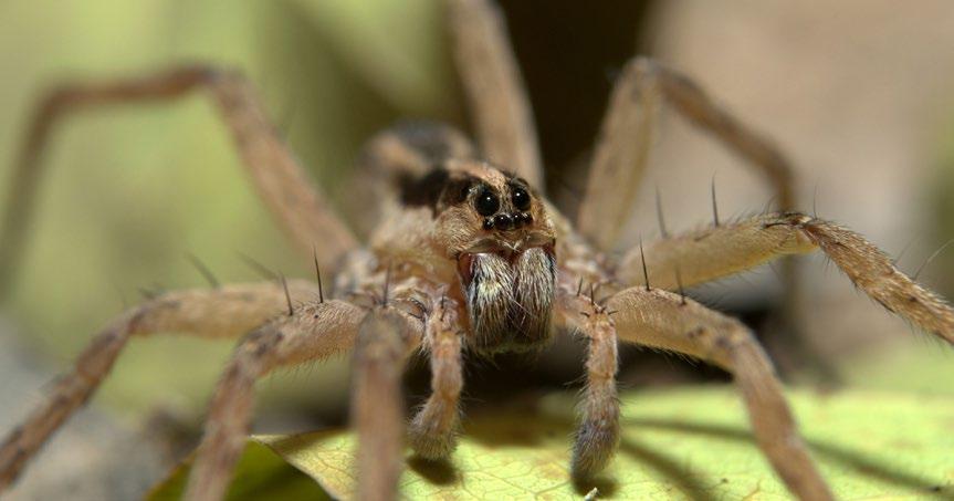 I am an Wolf Spider I EAT: Bugs 27 Victorian
