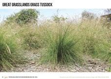 What do you think lives here? The Grass Tussock poster is on page 22. Print on A3 if possible. *Most native grasses grow in clumps called tussocks and are available from native plant nurseries.