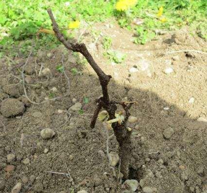 vineyard. These vines will be weakened and should be rejected.