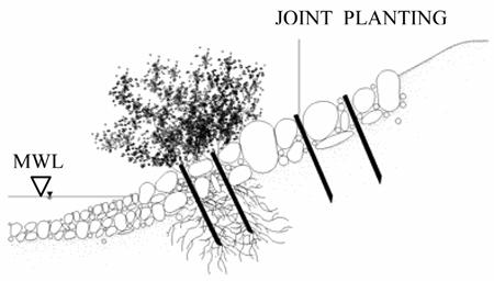 Figure 4. An establishing live stake area Figure 5. An establishing joint planting area Figure 6. Development of a live stake installation Figure 7.