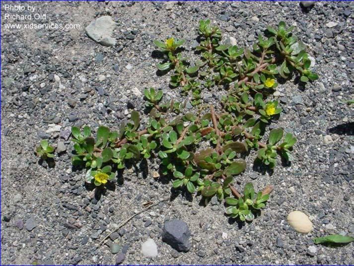 Common purslane (Portulaca oleracea) Weedy summer annual Edible, but with a sweet acidlike flavor Produces abundant seed, so a minor issue one year can become