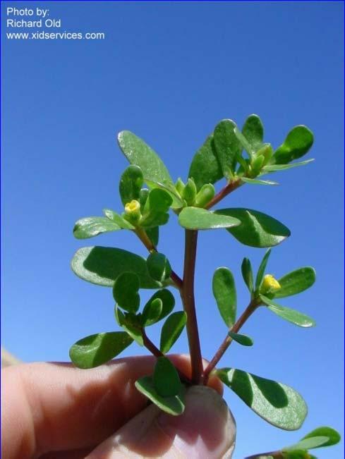 mowers) 3)Cultivate/hoe when still a seedling 4)Although the purslane sawfly feeds on this weed, it is not aggressive enough to be used alone 5) Soil solarization