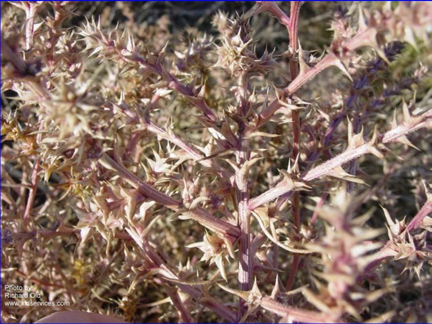 Russian thistle (Salsola spp.
