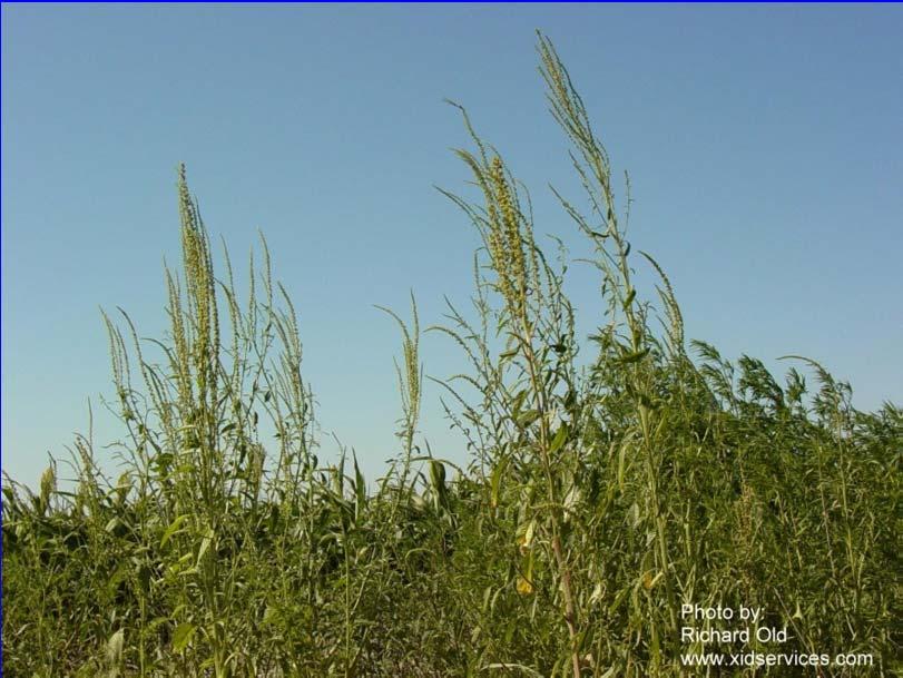 Pigweed (Amaranthus spp.) Many species exist.