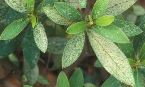 DAMAGE Symptoms: Yellow spots on upper leaf surfaces that
