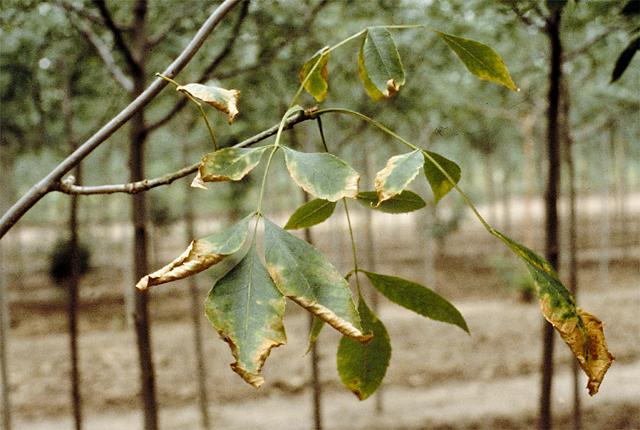 PAGE 5 Damage to Plants: Serious disease since the fungi spreads internally or systematically within the plant and can lead to plant death Small, yellow foliage Leaf scorch (marginal browning)