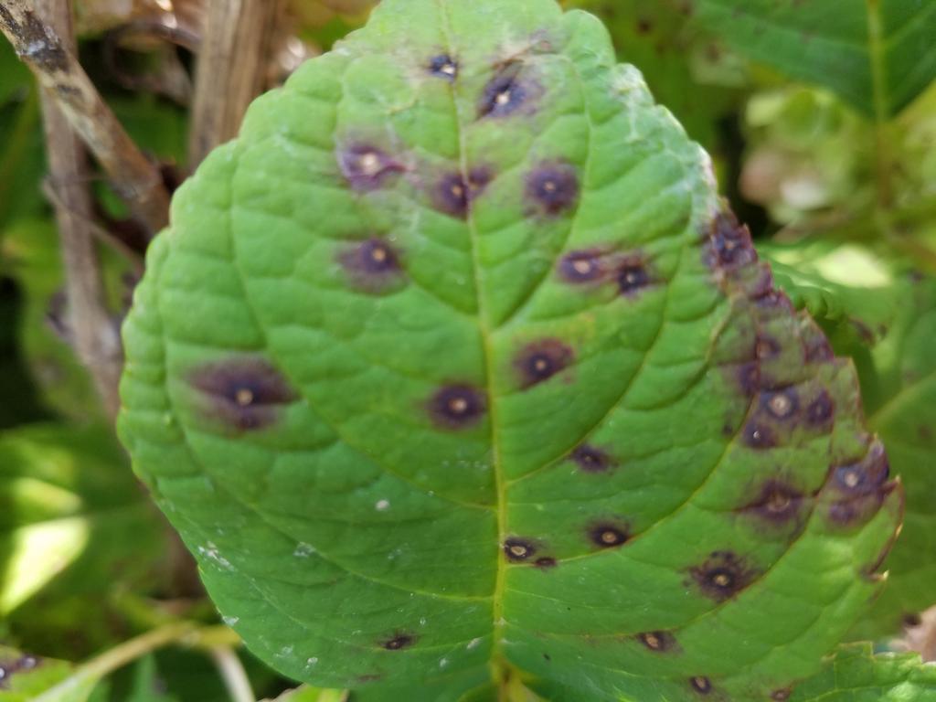 Why: Caused by the fungus Collectotricbum gloeosporioides, which can attack both the leaves and blooms of the hydrangea.