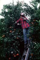 Assessing Minimum Maturity Orange Harvesting -