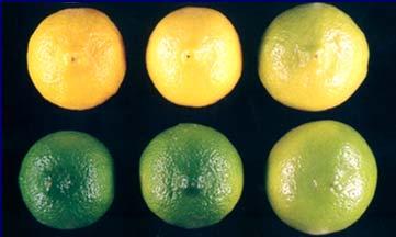 Degreening Early season navel oranges