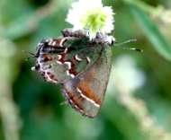 Lepidoptera and it is fascinating to see the numbers and