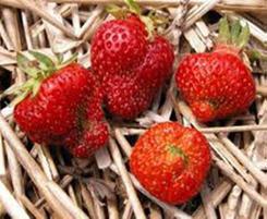 Notes from Strawberry Bug IPM workshop Conducted by Dr Paul Horne (IPM technologies) Elizabeth Town, 31 July 2014 Beneficials and predators These can be either commercially available for release or