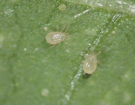 range (42-104 F) Feeds on spider mites,