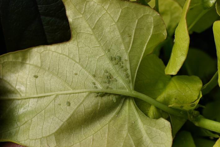 Aphids Avoid over-fertilizing plants, especially with