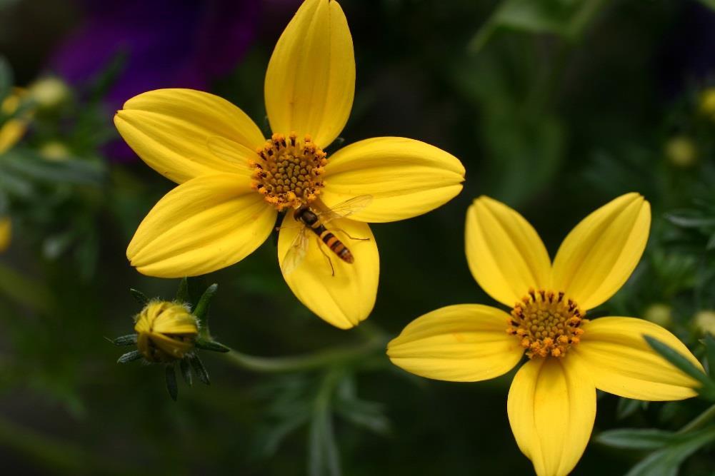Bidens also very attractive Thrips attracted