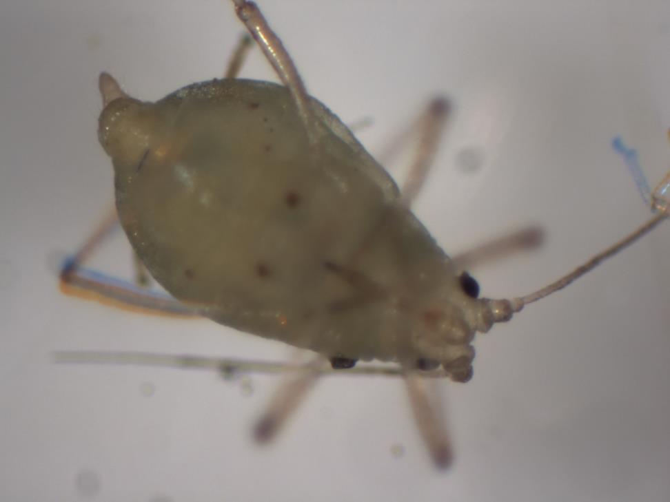 Green Peach Aphid L.