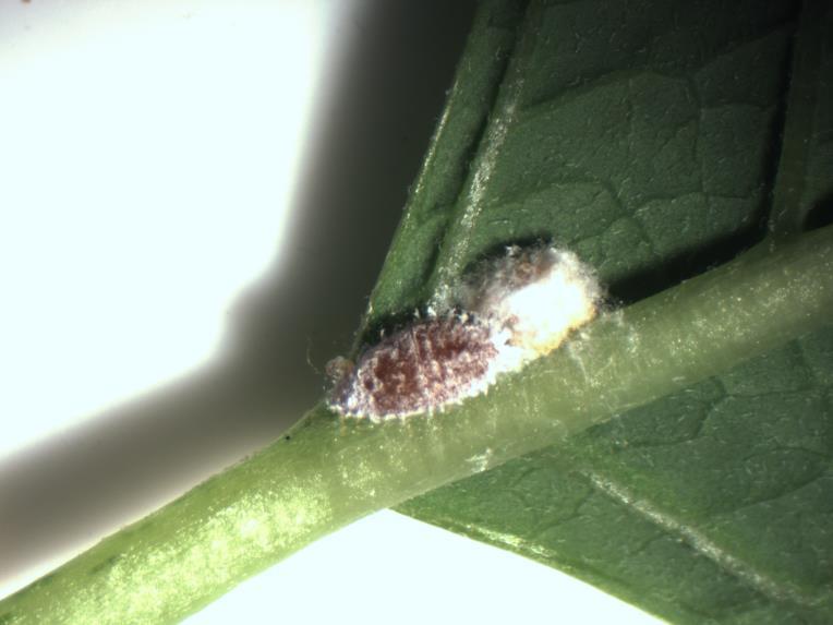 Mealybugs Avoid high N2 fertility Remove heavily infested plants Contact insecticides against young nymphs or crawlers Thorough coverage, repeated applications Insecticidal soap, wait a day, Suff