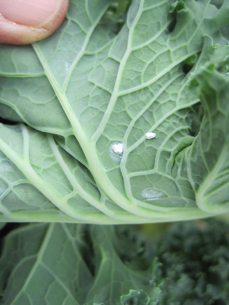 Cabbage Whitefly Highly