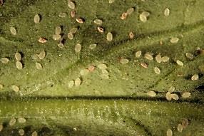 L. Pundt, UConn Greenhouse whitefly pupae infected by the beneficial fungus Beauveria bassiana on