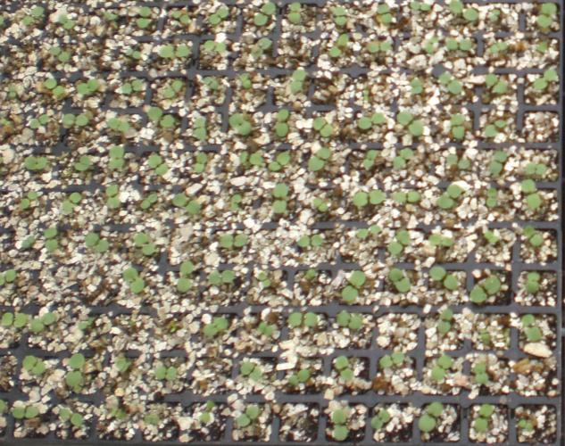 Young Plant Production DO: Focus on the details to maximize germination and uniformity Cover trays with a LIGHT layer of vermiculite to help maintain moisture and humidity around the seed If