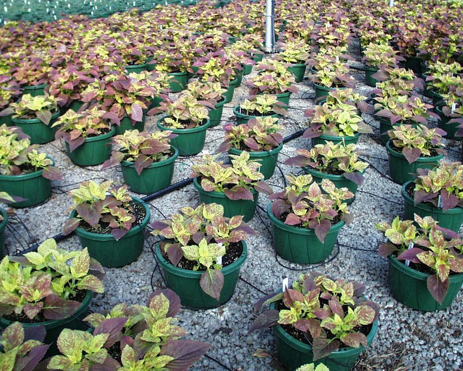 Stock Plant Production and Management Basics for Small Greenhouse Businesses 2 before reproducing plants for profit. If the label has a plant patent number or states PPAF, do not propagate.