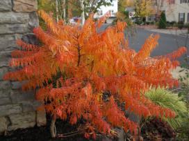 cone shaped panicle Fall color: