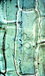 Endophytes Fungi growing within a turfgrass plant Provides protection from leaf feeding insects and may increase tolerance