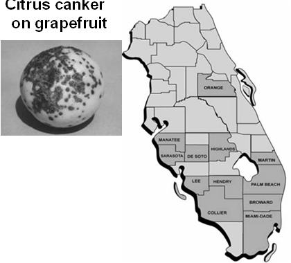 Citrus canker quarantine and eradication effort in southern Florida - 2005 Citrus canker on grapefruit Orange = diseased tree was found Quarantine area within county