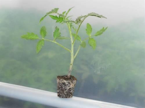 Vegetable Transplant Production in Greenhouses Krishna Nemali, Ph.D. Asst.