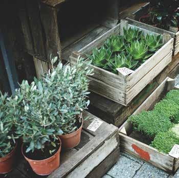 Simple steps to create your own urban garden Creating your own urban garden is much easier than you might imagine.
