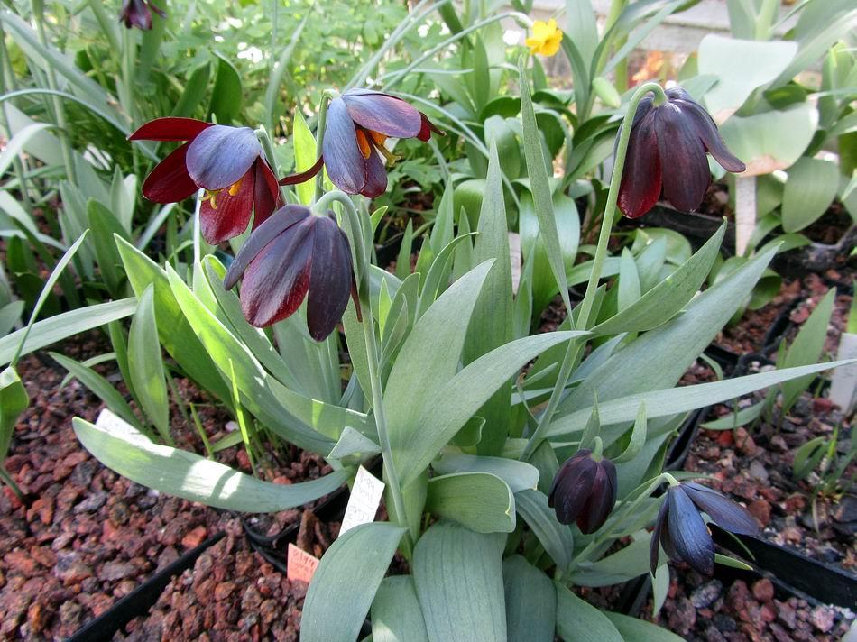 Fritillaria obliqua Mostly seed raised plants in this bed,