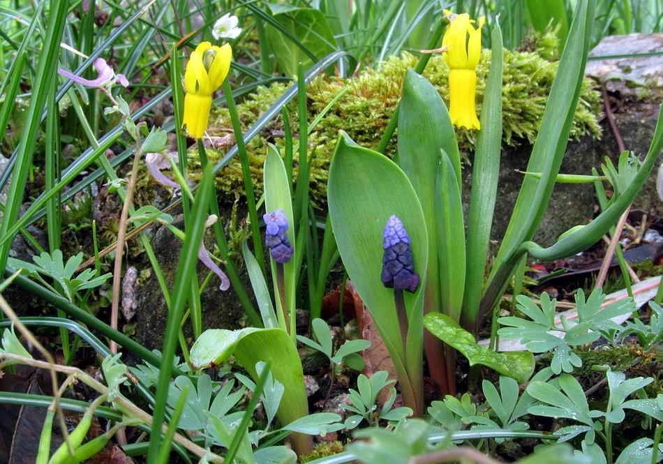 Muscari latifolia and Narcissus