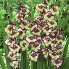 Gladiolus Care Easy to Grow Corms Plant 6-7 inches deep, point side up.