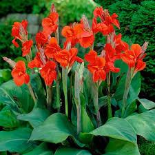 Cannas Rhizomes that give rise to dramatic