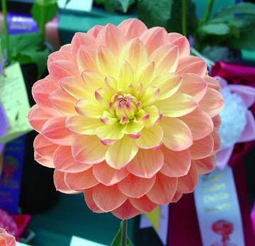 Dahlias Dahlias will work anywhere; in pots, the front, middle or back of borders Heights range from 12 inches to 8 feet This color is