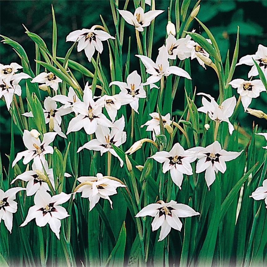 Acidanthera Plant in pots with annuals for vertical interest Propagates easily Overwinters easily Fragrant in evening