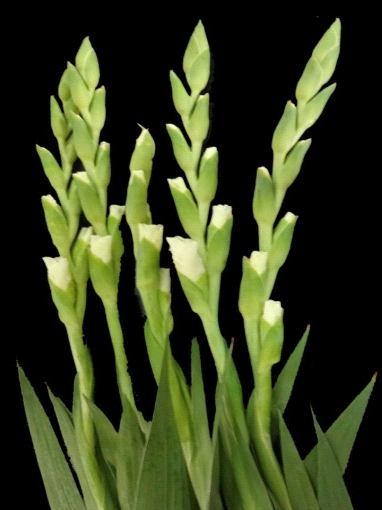 providing carbon skeleton for the tissue structure contributing to floret expansion, formation of cell constituents and thus caused increased floret size (Alka singh et al., 2005).