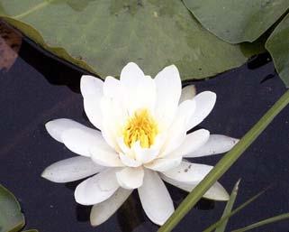 9) and floating-leaf pondweed (Potamogeton natans), white water lily (Nymphaea odorata) (Fig. 12) and yellow water lily (Nuphar variegata) (Fig. 13) were the most common species.