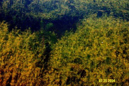 Submerged plants - algae Submerged plants occurred in 63 percent of Ten Mile sample sites and included a wide variety of forms including large algae, grass-leaved plants, broad-leaved plants, and