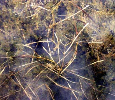 Nine different native submerged pondweed (Potamogeton spp.) taxa occur in Ten Mile Lake and most are named for their unique leave structure.