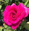 Rosa GRAsalm PP28,056 BRINDABELLA FIRST LADY Beautiful lavender pink flowers in that romantic old world style,