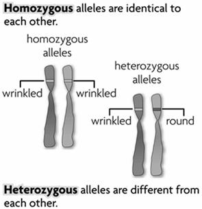 An allele is any alternative form of a gene occurring at a specific locus on a chromosome. Each parent donates one allele for every gene.