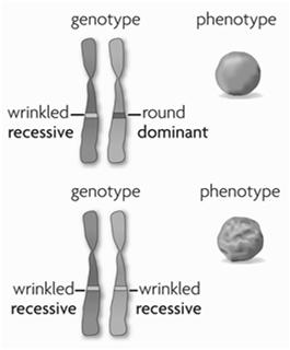 Alleles can be represented using letters. A dominant allele is expressed as a phenotype when at least one allele is dominant.