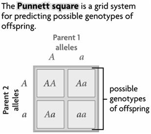 Dominant alleles are represented by uppercase letters; recessive alleles by lowercase letters. Punnett squares are used to predict genetic crosses.