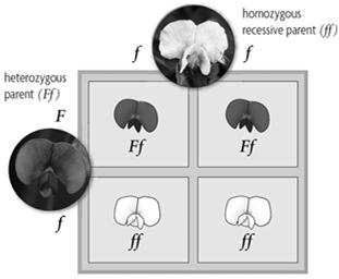 In a heterozygous x homozygous recessive Genotypic results: 1:1 heterozygous:homozygous recessive Phenotypic results: 1:1 dominant:recessive TESTCROSS A cross between an organism with an unknown