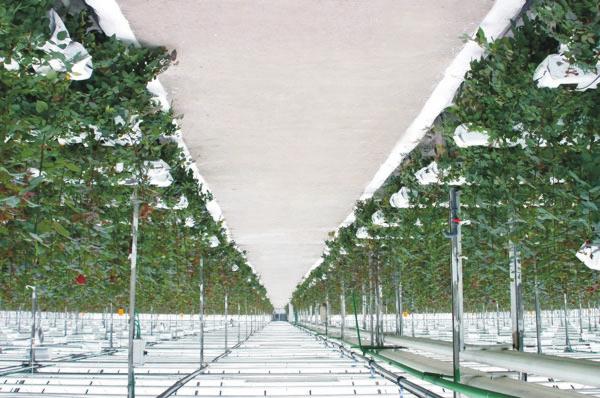 BASIC REQUIREMENTS FOR PLANT GROWTH Plants grown hydroponically have the same basic requirements as plants grown in soil. All hydroponic systems must supply support, water, nutrients, and air.