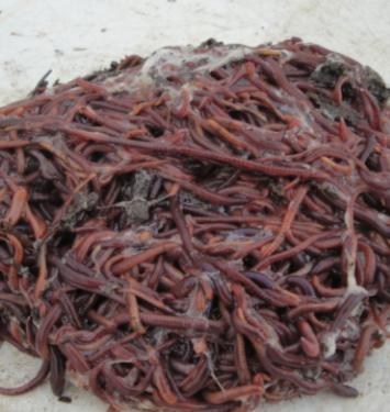 a. Earthworms do not have lungs, instead oxygen is obtained through the body skin; therefore, water / moisture is important for gas exchange and active growth.