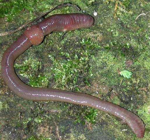 Earthworm Photo and