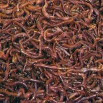 Vermicomposting with which worm?